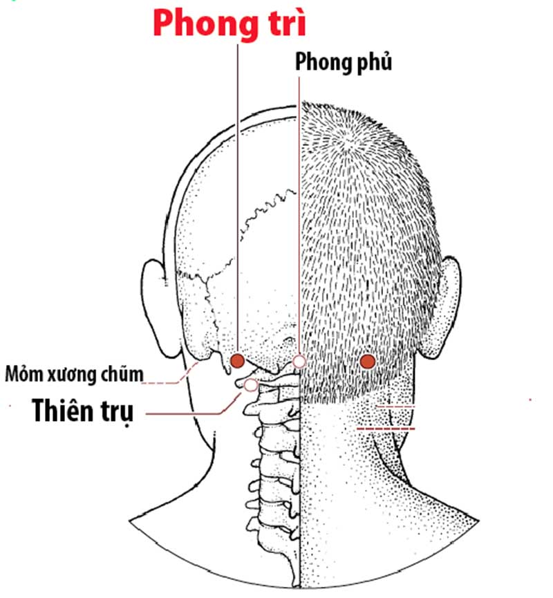 Huyệt Phong trì nằm ở đáy sọ