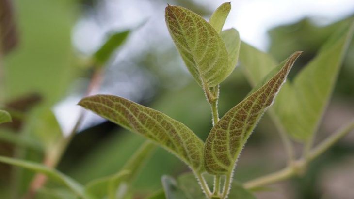 Lá mơ lông là vị thuốc chữa bệnh đại tràng hữu hiệu