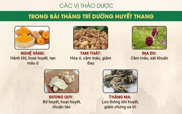 Thành phần thảo dược chính trong bài thuốc Thăng trĩ Dưỡng huyết thang