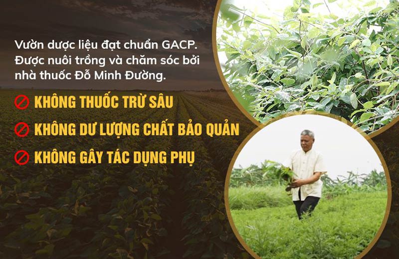 Vườn dược liệu sạch dòng họ Đỗ Minh