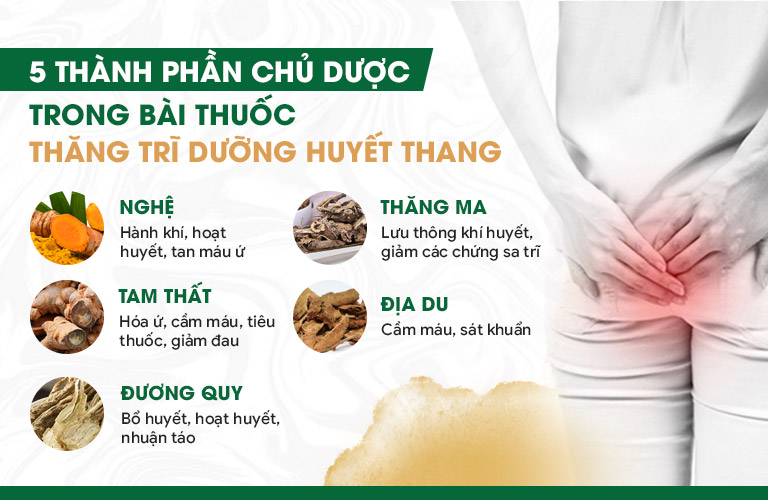 Thành phần biệt dược quý có trong Thăng trĩ Dưỡng huyết thang