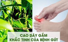 Cao gắm chữa Gout, đau nhức xương khớp có thật sự hiệu quả?