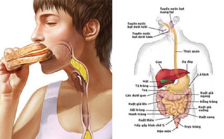 Phản ứng thủy phân diễn ra hỗ trợ tốt hơn cho quá trình tiêu hóa thức ăn