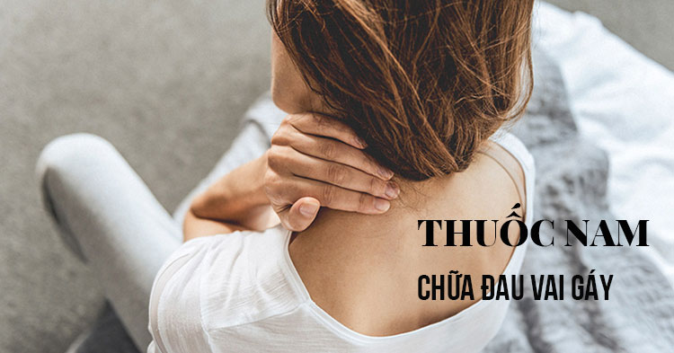 Cách chữa đau vai gáy bằng thuốc nam đơn giản, hiệu quả 1