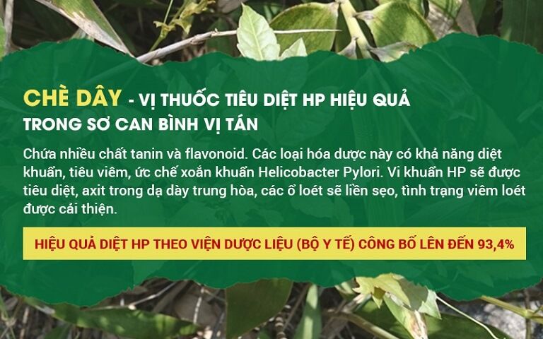 Thực hư về sự hiệu quả của bài thuốc Sơ can Bình vị tán