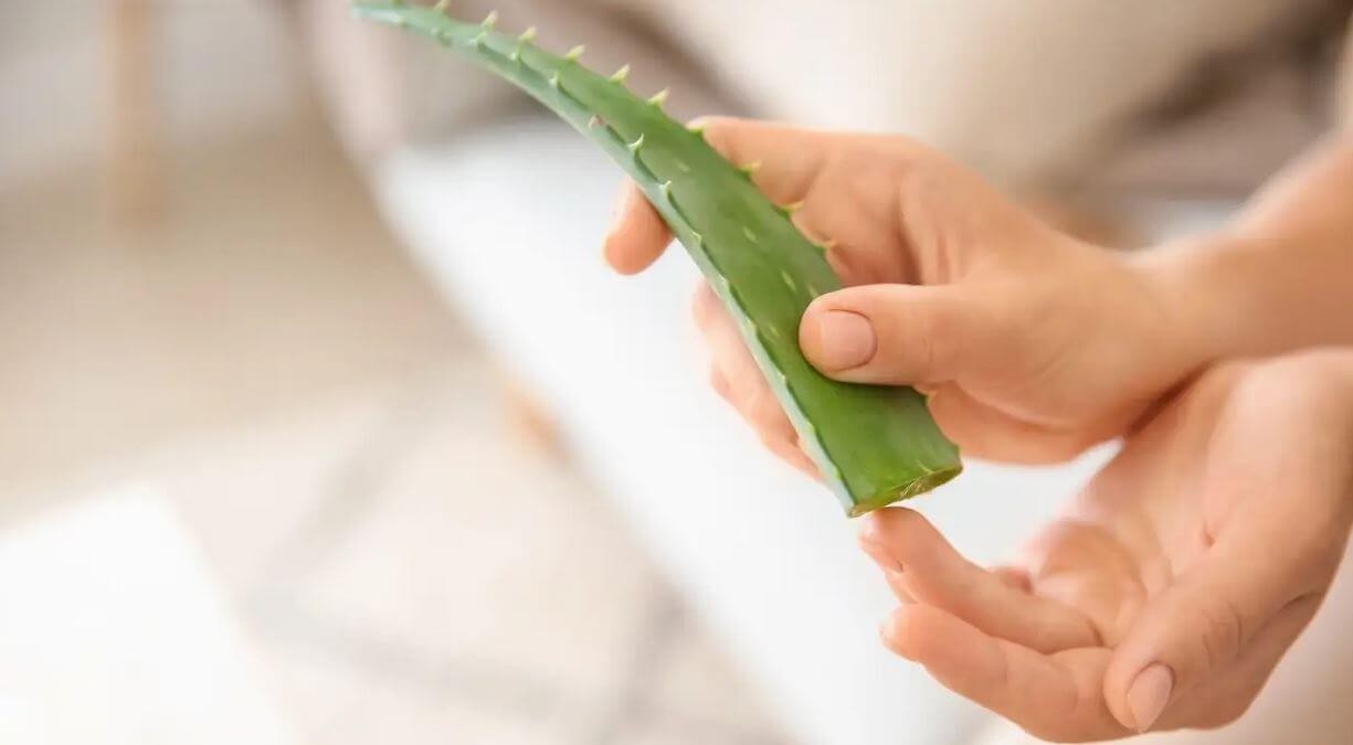 Tác dụng của nha đam với da mặt và cách sử dụng hiệu quả nhất | Đẹp365